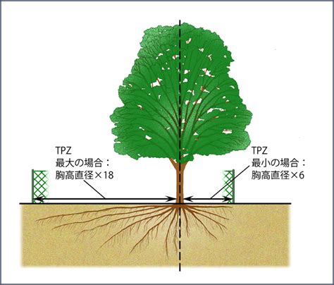 樹根位置|樹木の根の特性と植え方